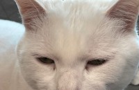 충남 태안 고양이 무료 분양 (사랑으로 키워주실 분)