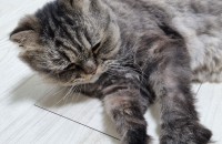 시베리안 고양이 무료 분양