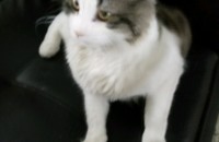 노르웨이숲남아 분양합니다