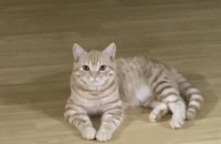 볼살통통한 수컷냥이 분양보냅니다 ㅎㅎ