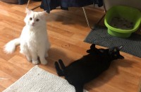 2살 코숏과 터키쉬앙고라 형제 분양합니다~!