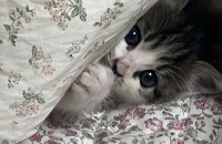 새끼 고양이 분양합니다