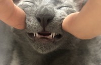 러시안블루 수컷 5개월 냥이