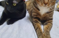 해외로 나가게돼서 분양보냅니다