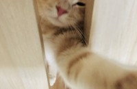 냥이 분양합니다.