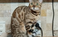 뱅갈고양이 분양보내요