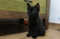 아깽이 분양합니다.