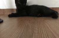 고양이 분양합니다