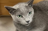 호기심이 많은 러시안블루 겨울이의 좋은 입양처를 찾습니다