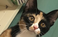 사람 잘 따르고 순한 5개월카오스냥이