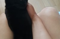 속초 코숏 올블랙  고양이 분양