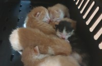 생후 1달 5남매 아이들 분양합니다 (코숏)