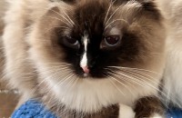 예쁜 매력 코를 가진 렉돌 남아 '오늘이'를 무료분양 합니다.