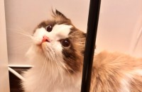 3살정도 된 렉돌 남아 '멍이' 분양합니다