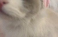 뽀얗고 하얀 털을 가진 우아한 3살 렉돌 여아 '라라'를 분양합니다