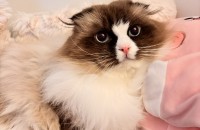 매력 코를 가진 2살 남아 렉돌 '코코'를 분양합니다.