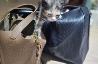 새끼고양이 두마리 무료분양해드립니다