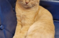 스코티시폴드 귀가 펴진 이뿐 고양이 분양 해요!