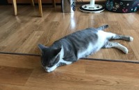 [서울] 생후 1년 1개월 된 고양이 두 마리 무료분양합니다.