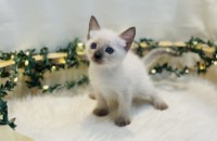 샴 아깽이 무료분양합니다