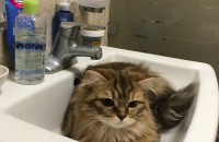 서울 고양이무료분양