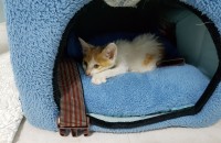 35-40일된 아기냥이 분양해요...