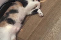 대구 달서구 고양이 분양