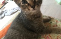 아비시니안 러시안블루 믹스묘 4개월되는 애기 분양해용~~