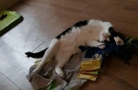 대구/경산 코숏 여아(2살) 분양합니다.