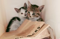 생후 한달정도된 아기 고양이에요(두마리 입니다, 각 각 분양 가능합니다)