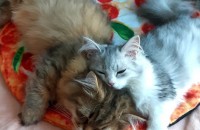 어릴때부터 함께였던 먼치킨 (암,수) 입양처 알아보고 있어요. 사랑으로 보살펴주실분 연락부탁드립니다 ㅠㅠ