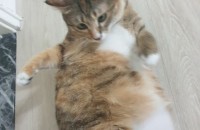 귀여운 고양이 분양합니다(여수)