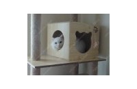 터키쉬앙고라 분양합니다