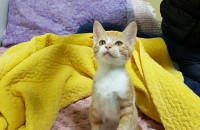 (경남 양산)이쁜 고양이 무료분양 합니다.