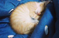 대구 비산동/ 개냥이 암컷 치즈태비예욤