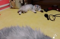 페르시안 친칠라