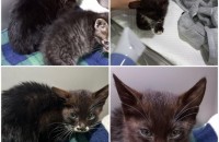 3개월령 코숏 수컷, 2개월령 코숏 암컷 무료분양합니다.