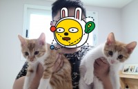 아기고양이 분양합니다