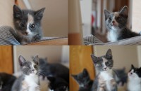 구조된 어미의 2달된 아깽이 평생가족 찾아요~