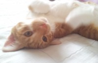 고양이