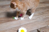 5개월고양이용품풀세트