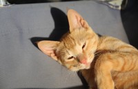 [충남 태안] 코숏 시골냥이 무료 분양합니다 _ 1차 접종 지원 가능