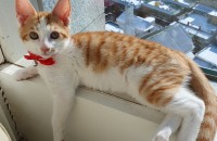 숏콧 치즈 이쁘게 키워주실분요~!!