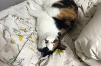 사랑으로 키워주실분을 찾습니다.