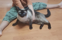 샴 수컷 무료분양(군포)