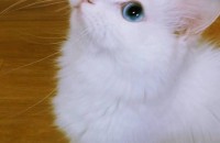 무료분양 터키쉬앙고라 흰색