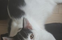 경기/동탄/코숏 남아 젓소 무료 분양해요.