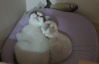 5살 먼치킨, 스코티쉬폴드 분양보냅니다