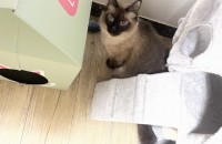 포항)샴믹스묘(8살)성묘 아들 무료분양보내요