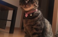 페르시안친칠라 남아 / 코숏 여아 무료 분양합니다